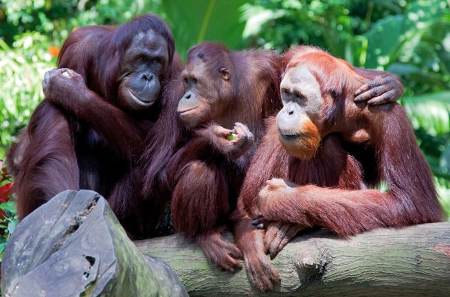 malaysia/borneo - borneo_orangutang_04