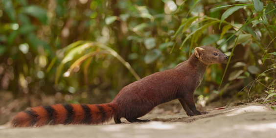 Ringtailed Mongoose Ringhalet Mangust 01