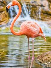 colombia - colombia_medellin_flamingo_01_hf