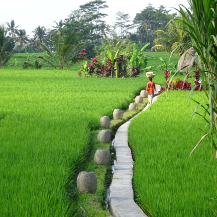 bali - mathis_retrat_rismarker_06