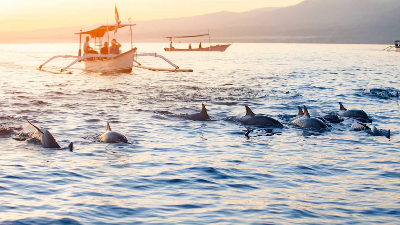Bali Lovina Delfin Safari