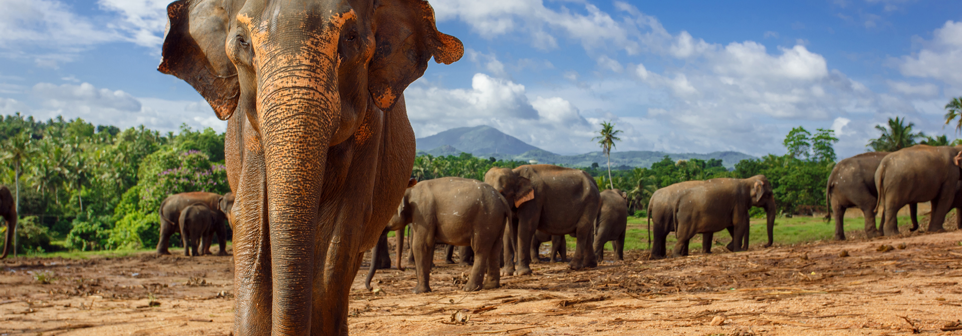 sri lanka - kandy_pinnawela elefant_01