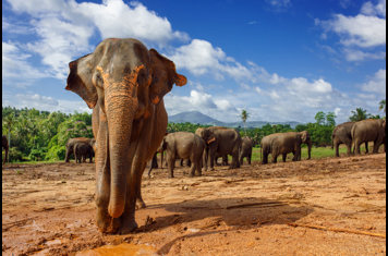 sri lanka - kandy_pinnawela elefant_01