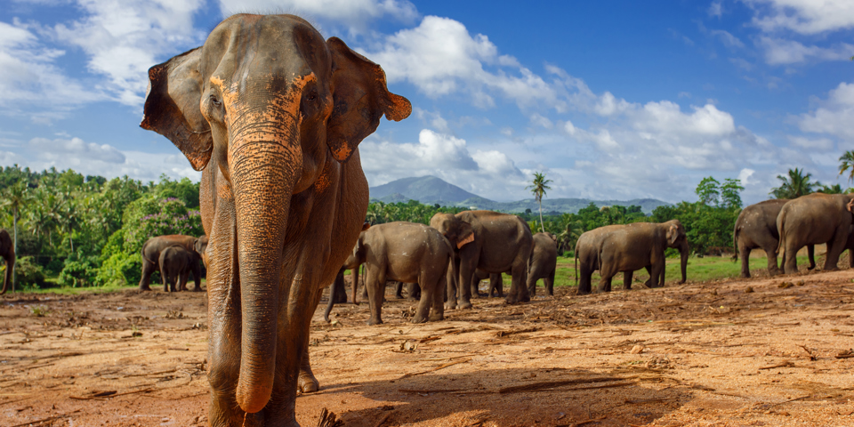 sri lanka - kandy_pinnawela elefant_01