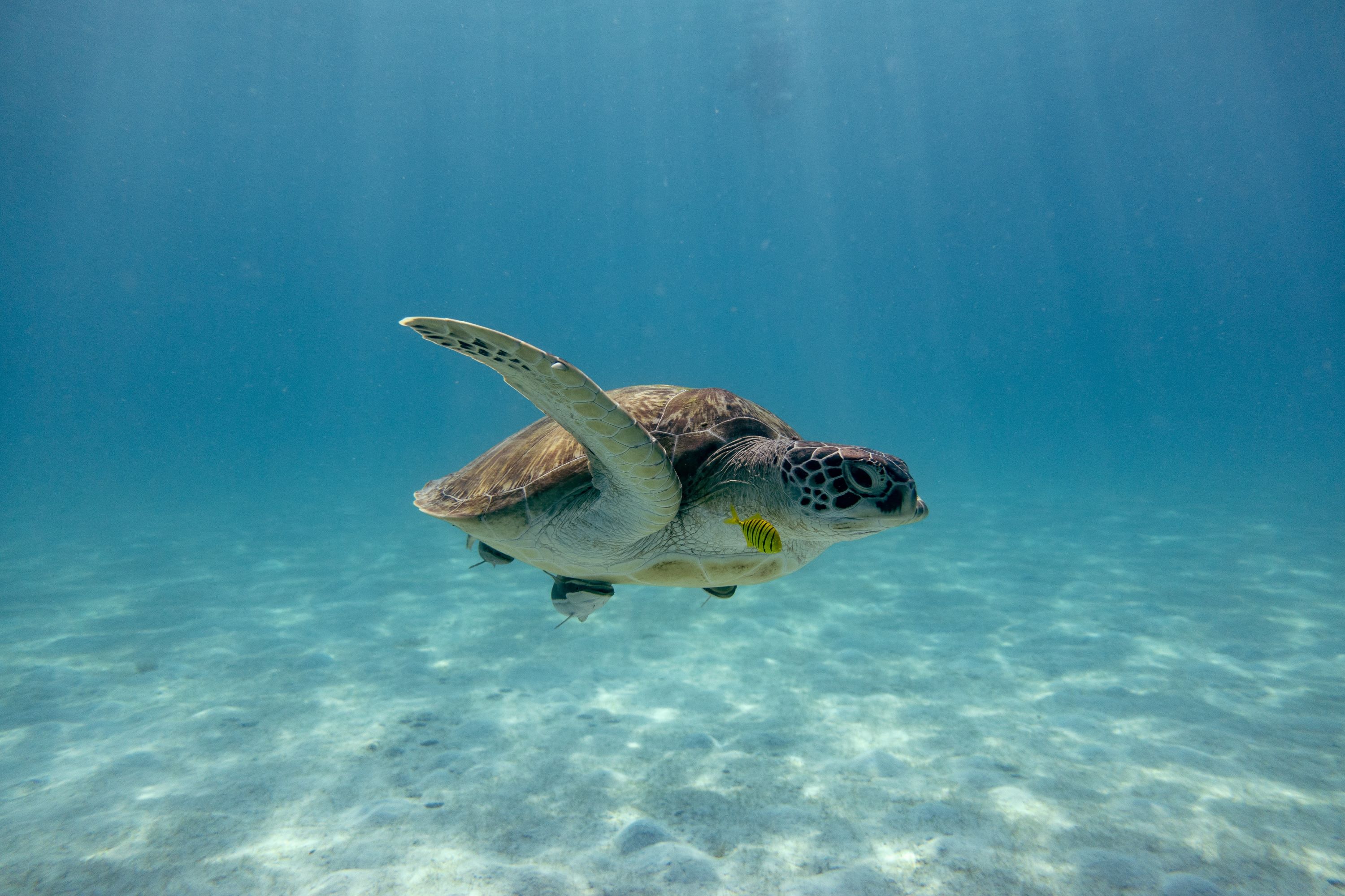 Tioman Island Havskildpadde 1710076030