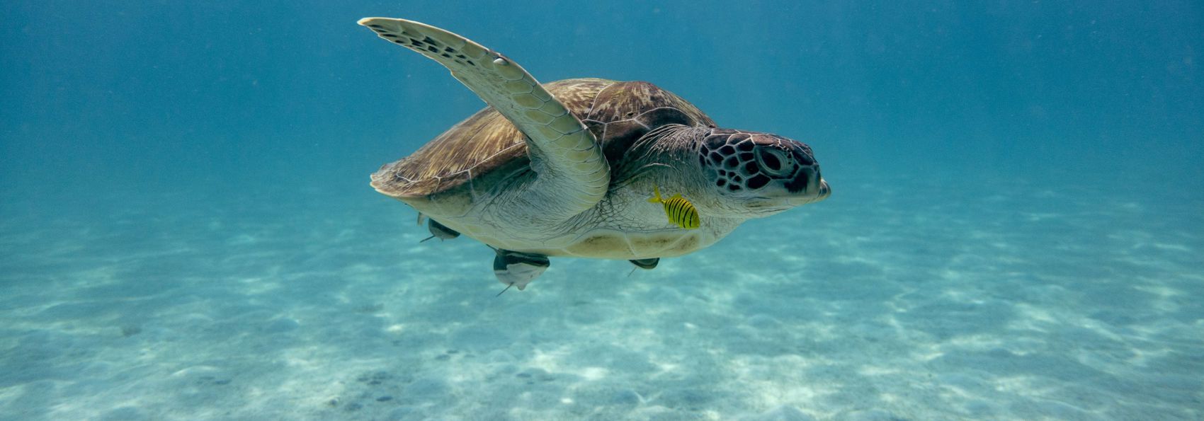 Tioman Island Havskildpadde 1710076030