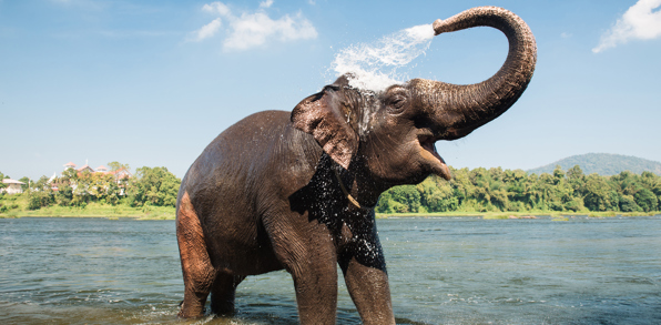 indien - periyar national park_elefanter_06