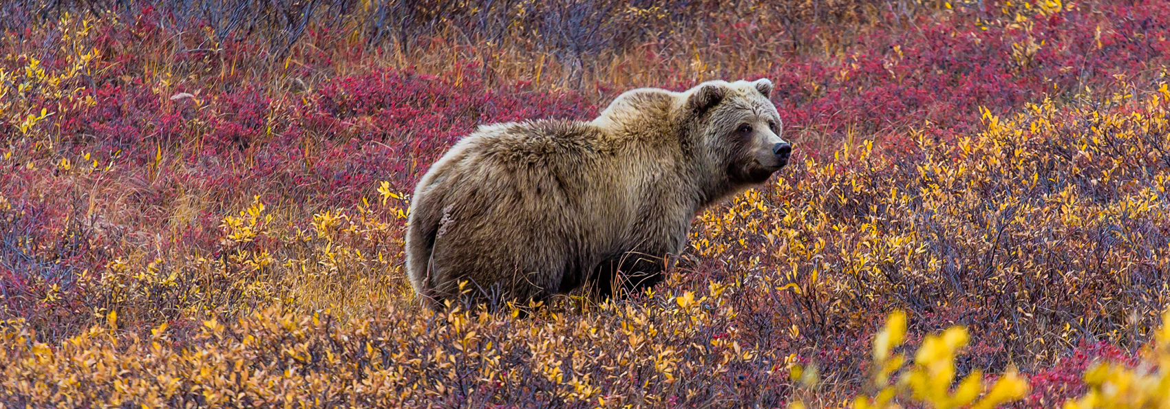 denali national park_bjoern_01