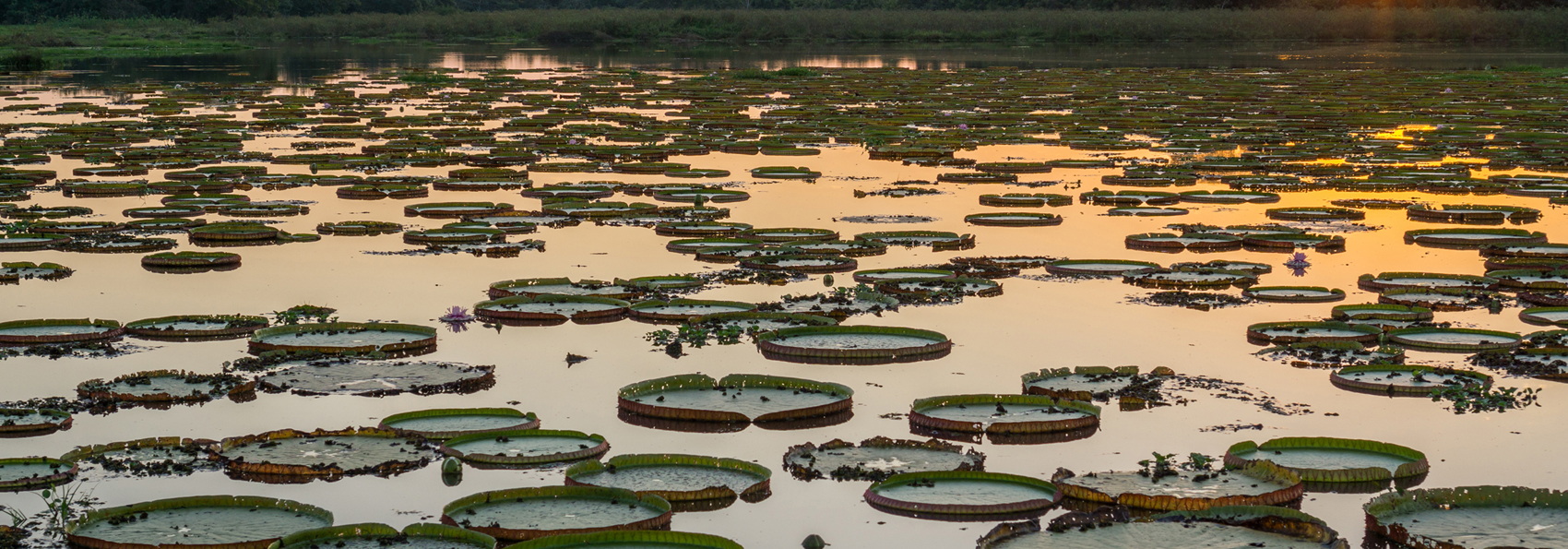 brasilien - pantanal_vaadland_solnedgang_01