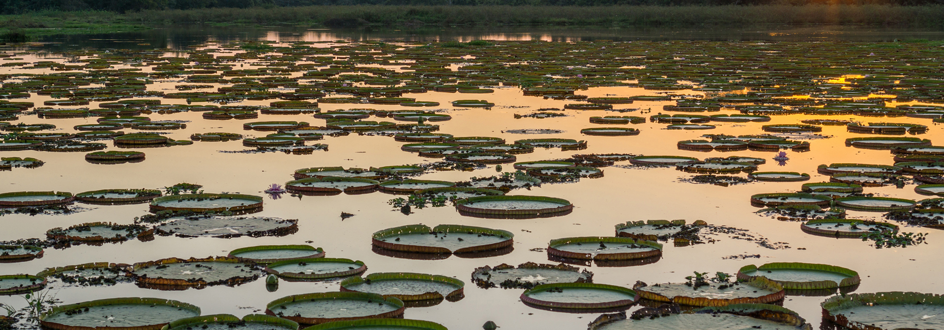 brasilien - pantanal_vaadland_solnedgang_01