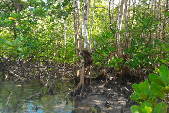 thailand - koh lanta_mangroveskov_udflugt_04