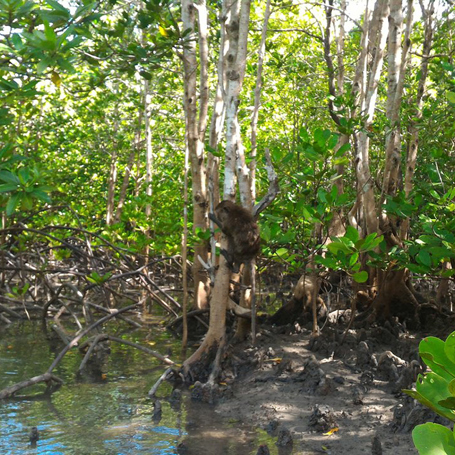 thailand - koh lanta_mangroveskov_udflugt_04