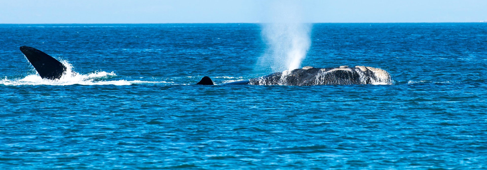 sydafrika - plettenburg bay_hval_hale_02