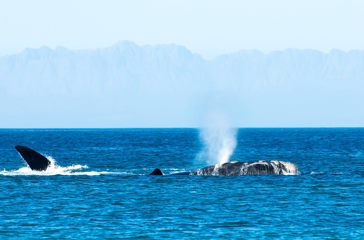 sydafrika - plettenburg bay_hval_hale_02