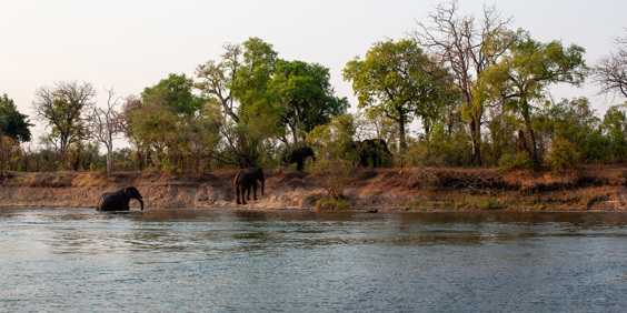 Zimbabwe 2025 Mikkel 0822 Elefanter Ved Zambezi Floden