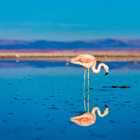 chile - flamingo_03
