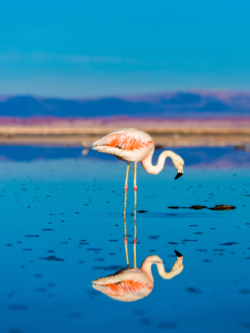 chile - flamingo_03