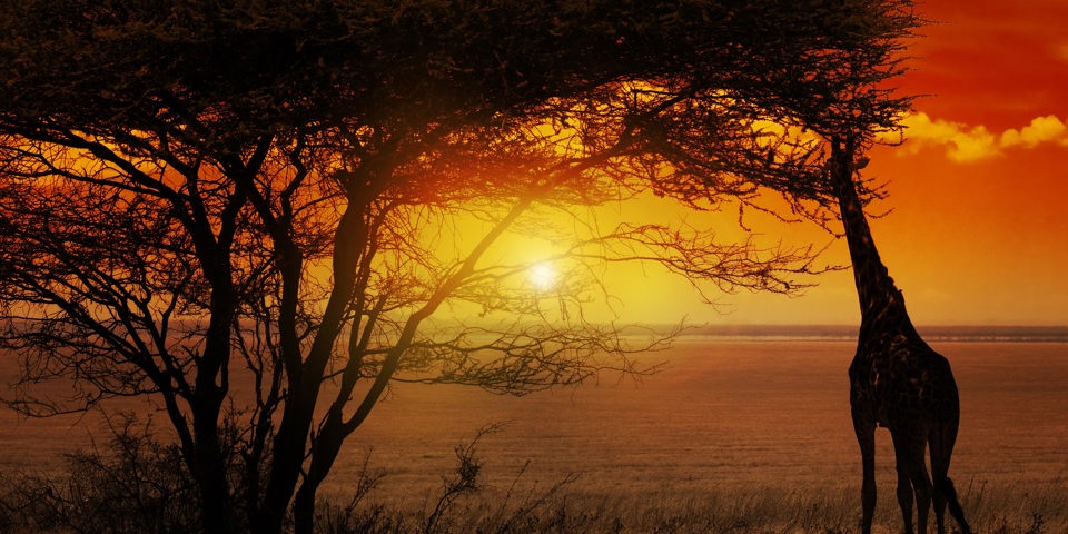 sydafrika - sydafrika_natur_baobab_trae_giraf_solnetgang_02