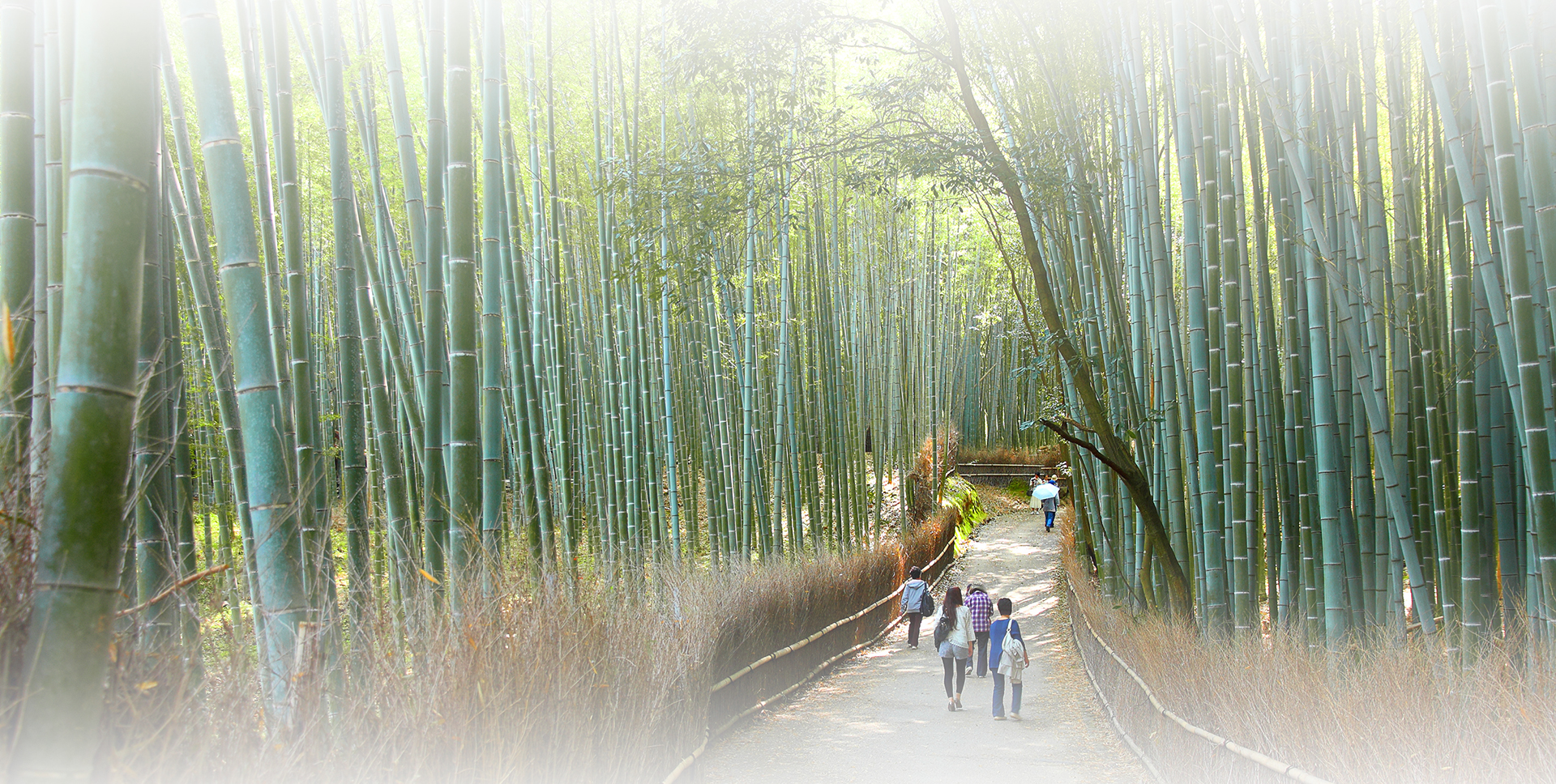japan - kyoto_arashiyama_bambus skov_02