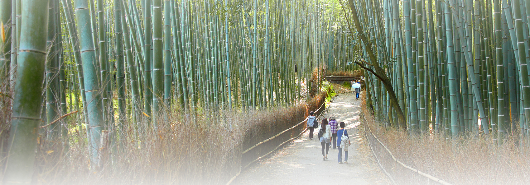 japan - kyoto_arashiyama_bambus skov_02