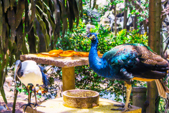 malaysia - kuala lumpur_fuglepark_01