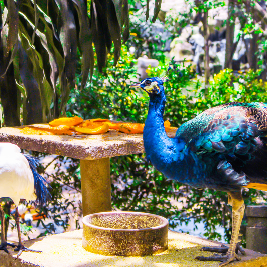 malaysia - kuala lumpur_fuglepark_01