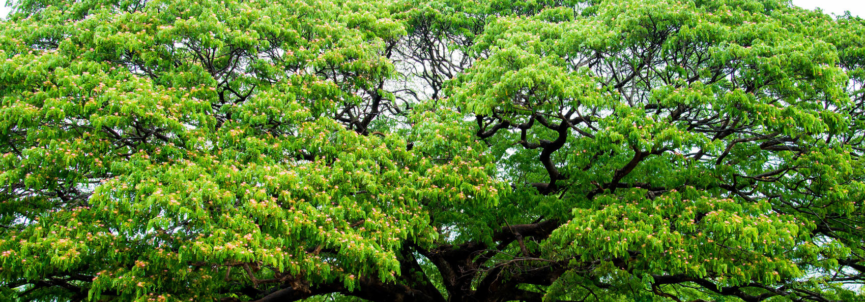 Det største Monkey Pod-træ findes tæt på River Kwai i byen Kanchanaburi.
