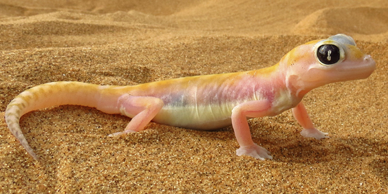 Namib oerken_gekko_01