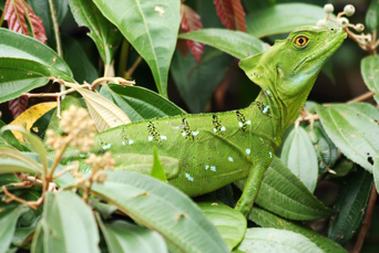 costa rica - tortuguero national park_basilisk_01