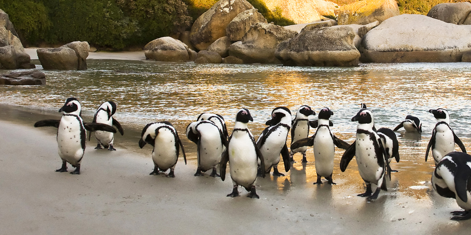 sydafrika - cape town_boulders beach_pingvin_09
