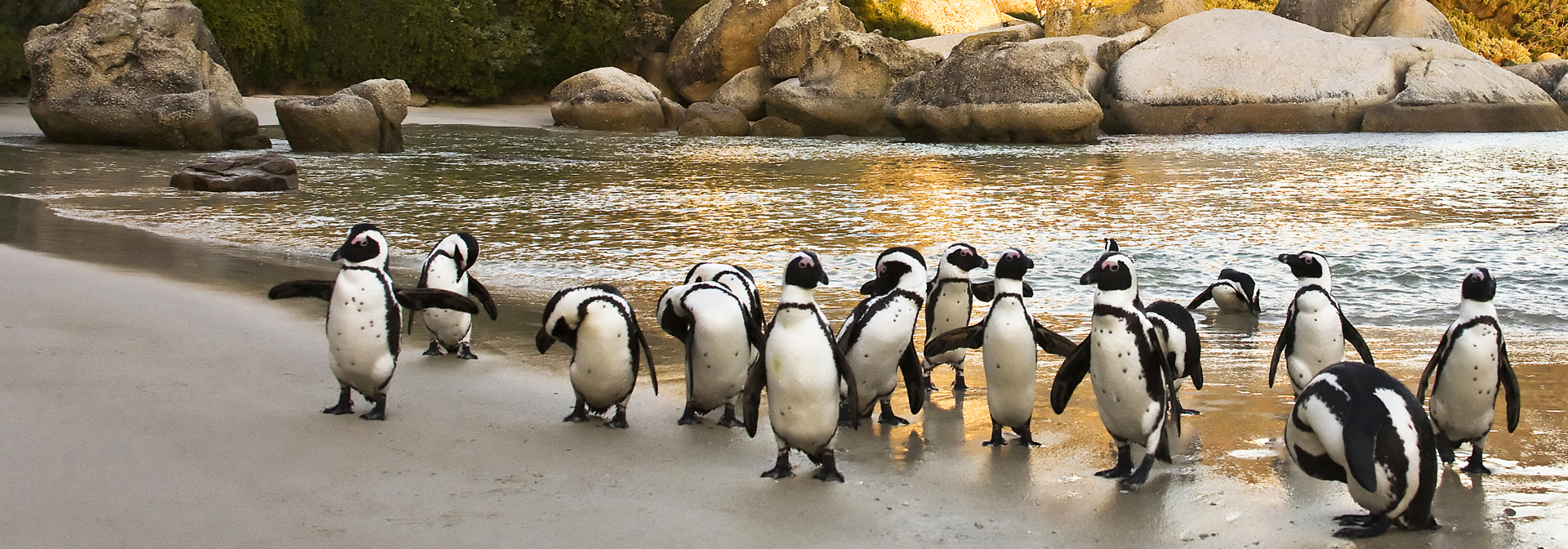 sydafrika - cape town_boulders beach_pingvin_09