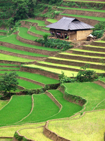 Vietnam - vietnam_rismark_01