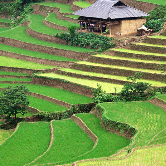 Vietnam - vietnam_rismark_01