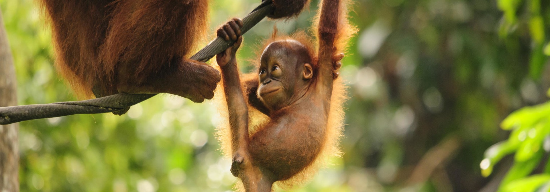 malaysia/borneo - borneo_orangutang_baby_03