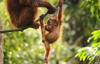malaysia/borneo - borneo_orangutang_baby_03