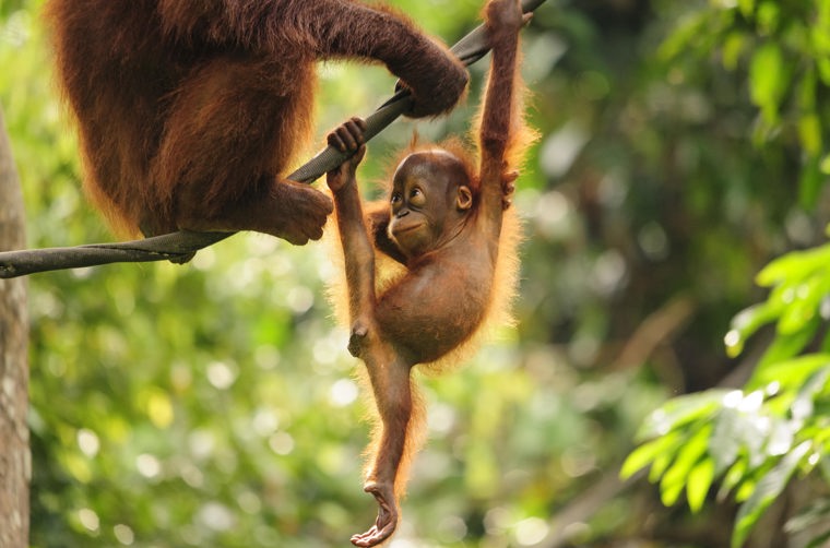 malaysia/borneo - borneo_orangutang_baby_03