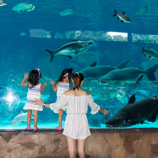 singapore - Singapore_zoo_aquarium_01