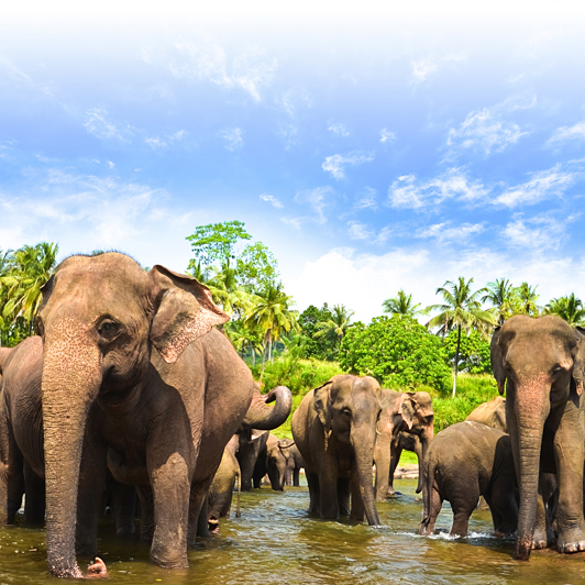 sri lanka - minneriya nationalpark_elefant_07