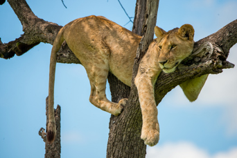 Masai Mara National Park 