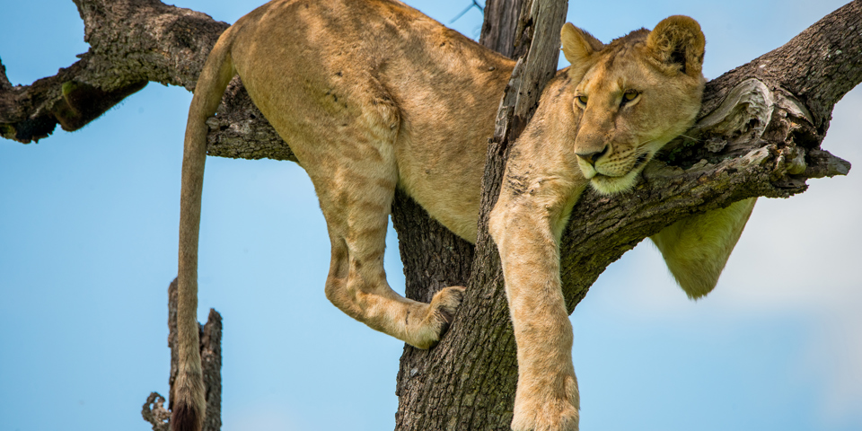 kenya_masai_mara_loeve_01