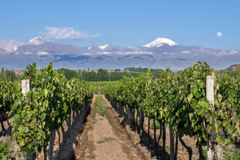 argentina - mendoza_vingaard_01