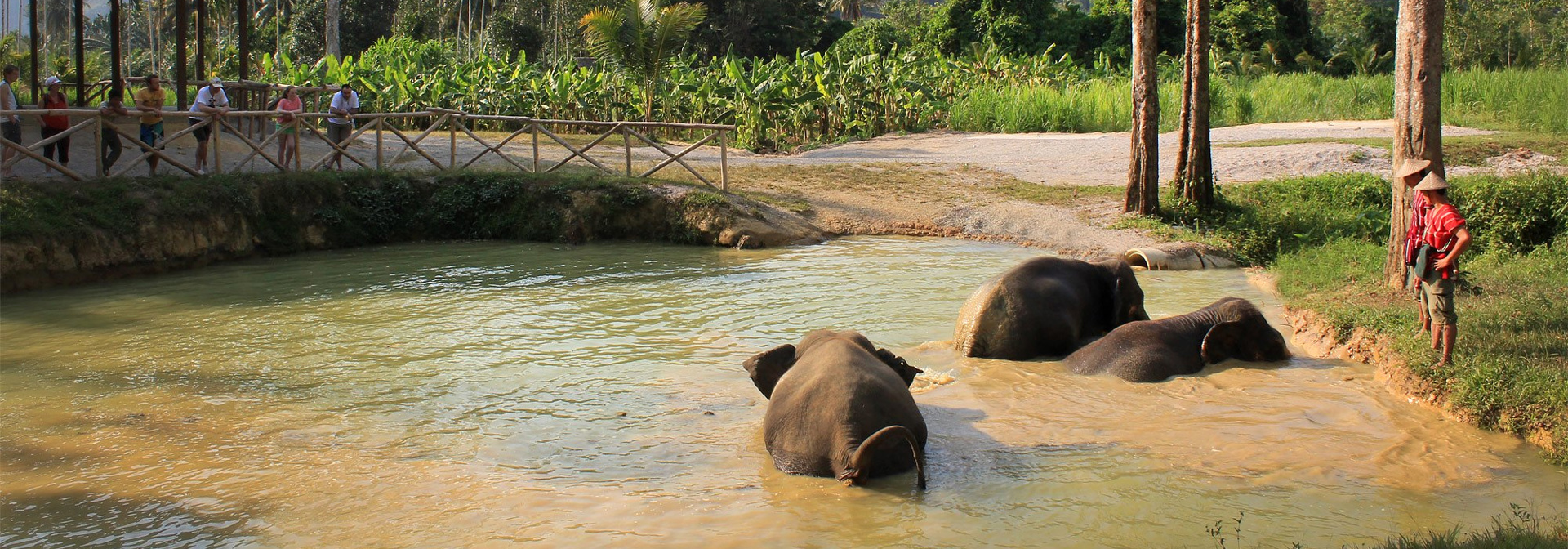 thailand - khao sok_elephant hills_elefanter_11