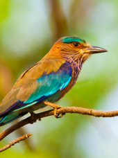 indien - indien_fugl_01