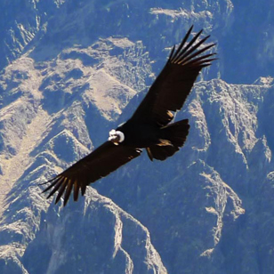 peru - colca canyon_kondor fugl_03
