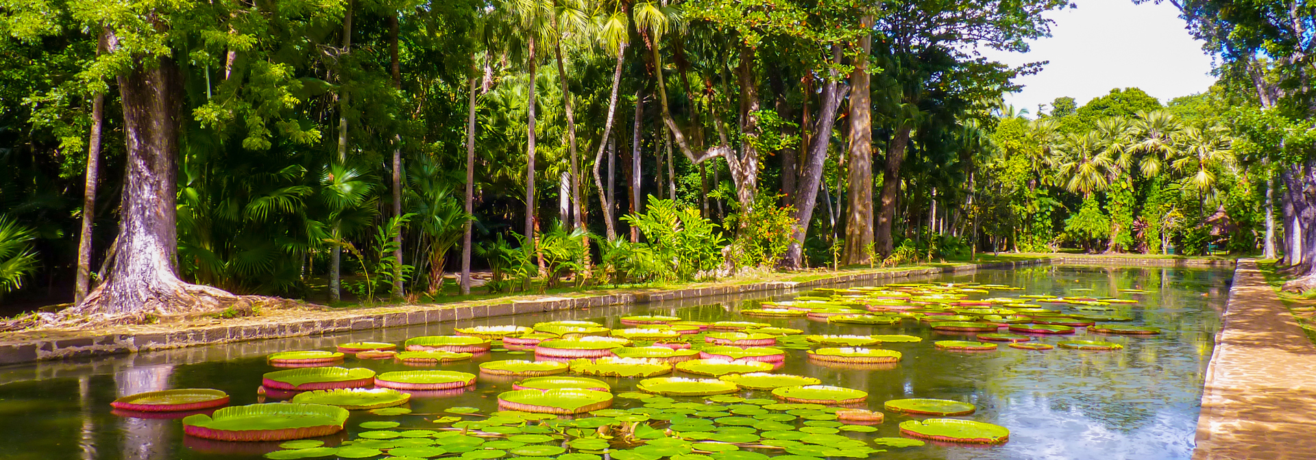 mauritius - mauritius_pamplemousses_botanisk have_01