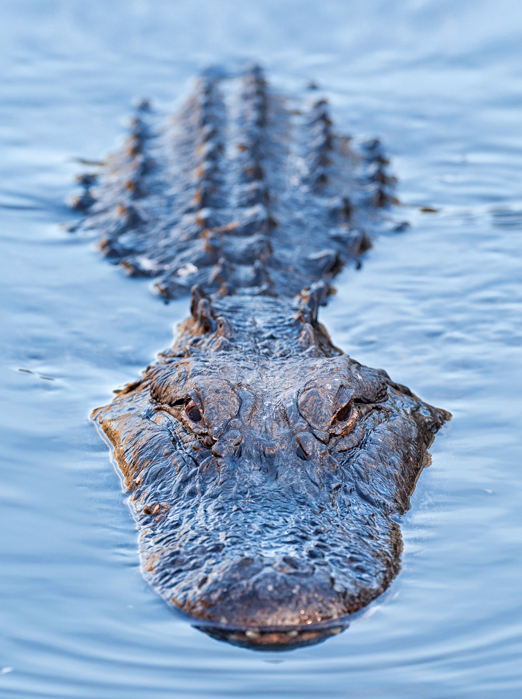 usa - florida_everglades_aligator_05_hf