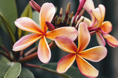 Frangipani 1154646 Cc