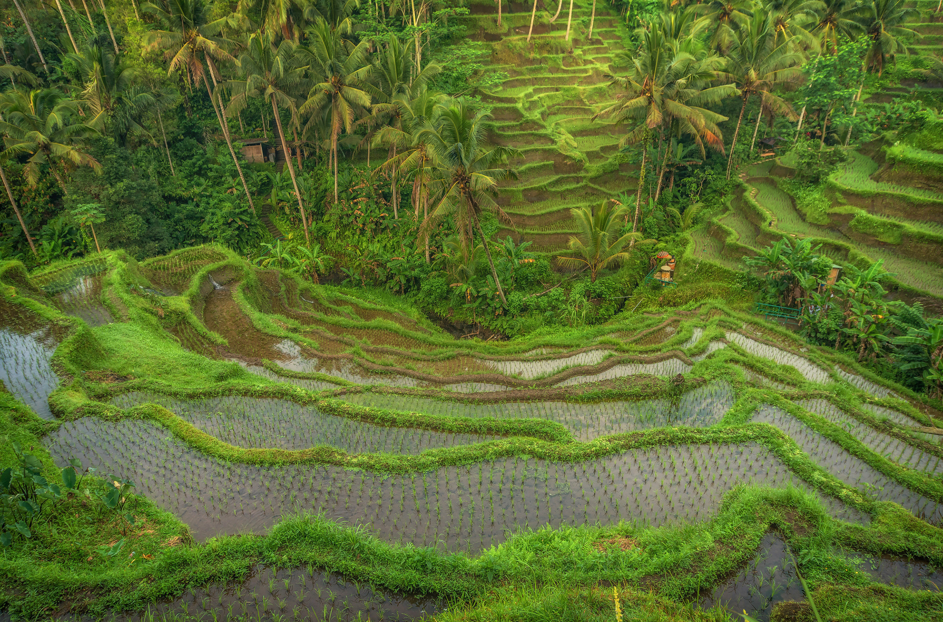 bali - ubud_rismark_38