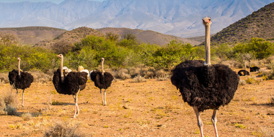 Oudtshoorn Struds 01