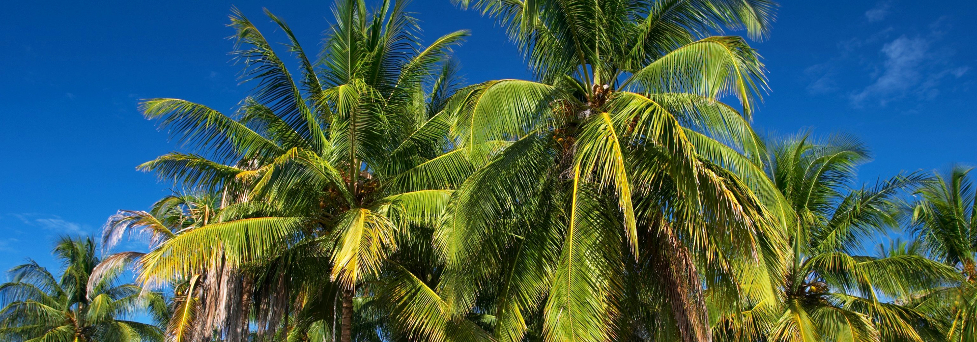 costa rica - costa rica_palme_01